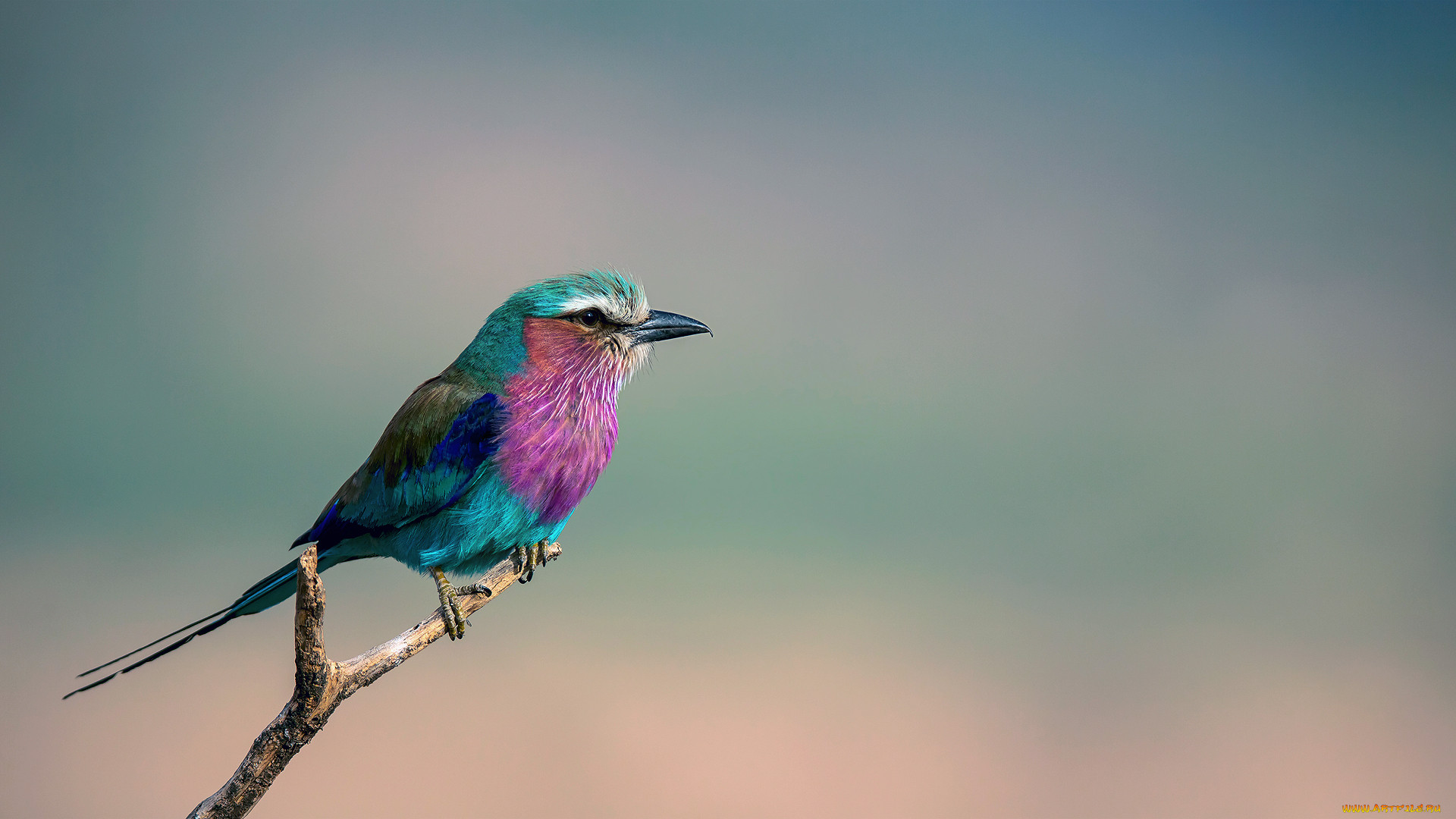 ,  , , , , coracias, caudata, lilac-breasted, roller, , 